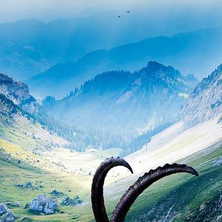 Goat phone wallpaper