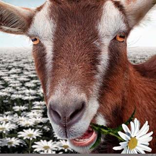 Goat animal wallpaper
