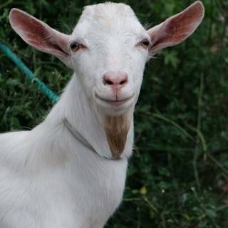 Goat phone wallpaper