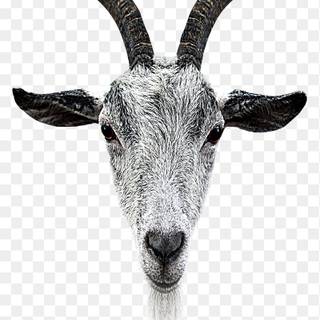 Goat phone wallpaper