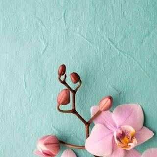 Orchid phone wallpaper