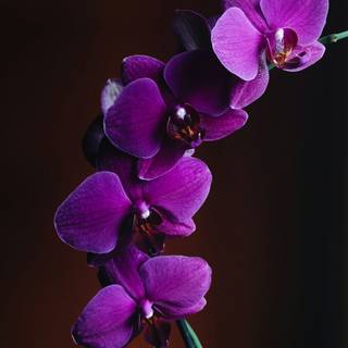 Orchid phone wallpaper