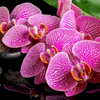 Orchid phone wallpaper