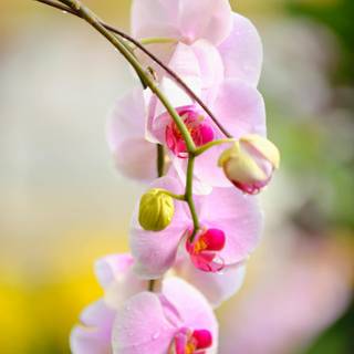 Orchid phone wallpaper