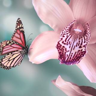 Orchid phone wallpaper