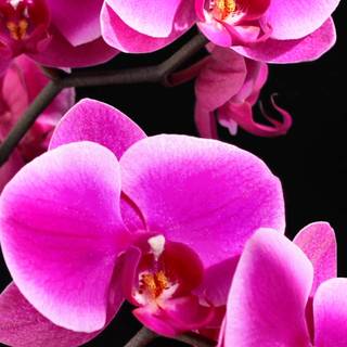 Orchid phone wallpaper