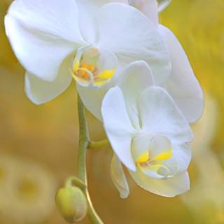 Orchid phone wallpaper