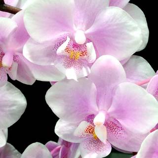 Orchid phone wallpaper