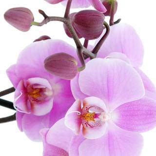 Orchid phone wallpaper