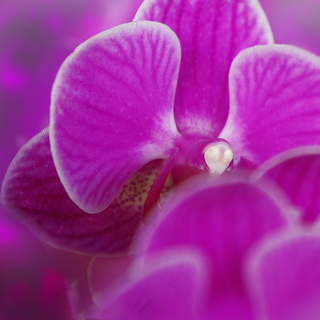 Orchid phone wallpaper