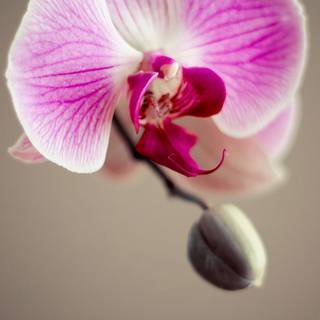Orchid phone wallpaper