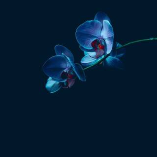 Orchid phone wallpaper