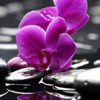 Orchid phone wallpaper