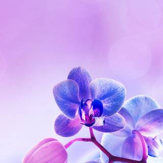 Orchid phone wallpaper