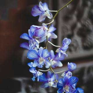 Orchid phone wallpaper