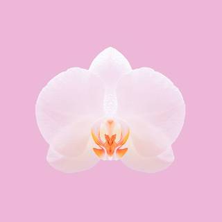 Orchid phone wallpaper