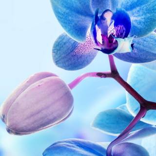 Orchid phone wallpaper