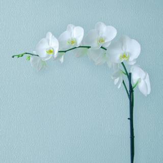 Orchid phone wallpaper