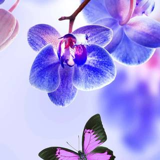 Orchid phone wallpaper