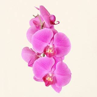 Orchid phone wallpaper