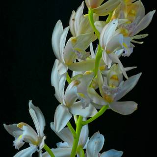 Orchid phone wallpaper