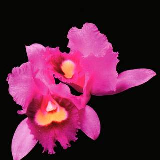 Orchid phone wallpaper