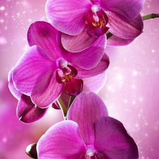 Orchid phone wallpaper