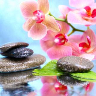 Orchid phone wallpaper