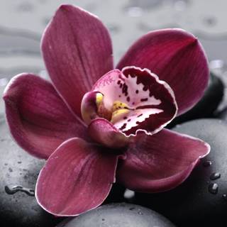 Orchid phone wallpaper