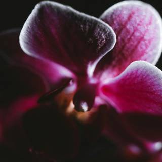 Orchid phone wallpaper