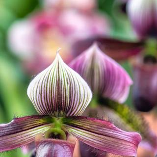 Orchid phone wallpaper