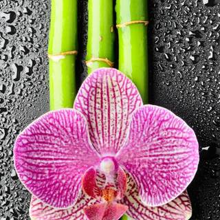 Orchid phone wallpaper