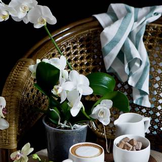 Orchid phone wallpaper