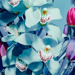 Orchid phone wallpaper