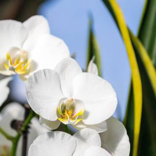 Orchid phone wallpaper