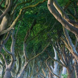 Ireland iPhone 4k wallpaper