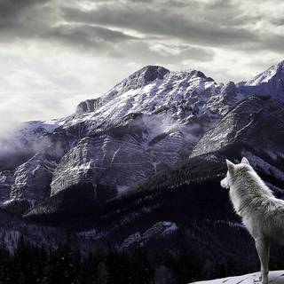 Wolf laptop wallpaper