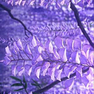 Wisteria Demon Slayer wallpaper