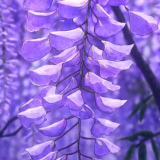 Wisteria Demon Slayer wallpaper