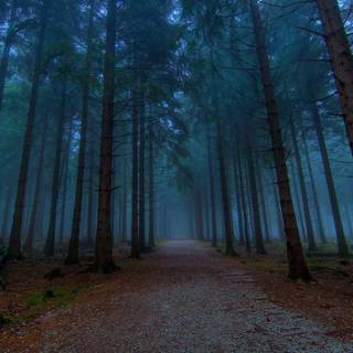 Desktop woods wallpaper