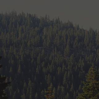 Desktop woods wallpaper