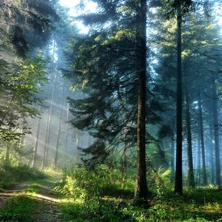 Desktop woods wallpaper