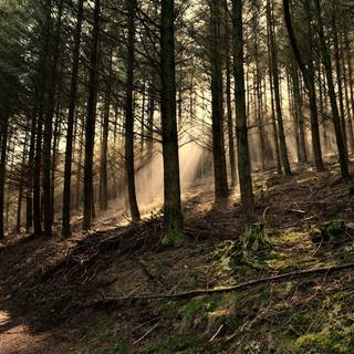 Desktop woods wallpaper