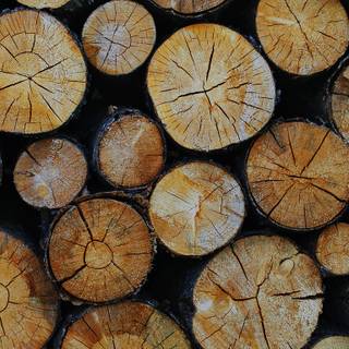 Desktop woods wallpaper