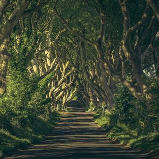 Desktop woods wallpaper