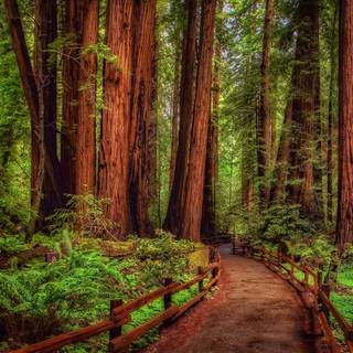 Desktop woods wallpaper