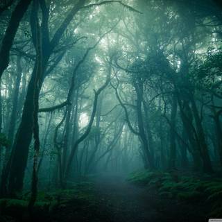 Desktop woods wallpaper