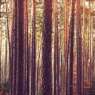 Desktop woods wallpaper