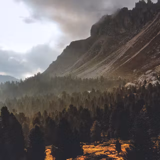 Desktop woods wallpaper