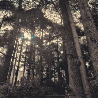 Desktop woods wallpaper